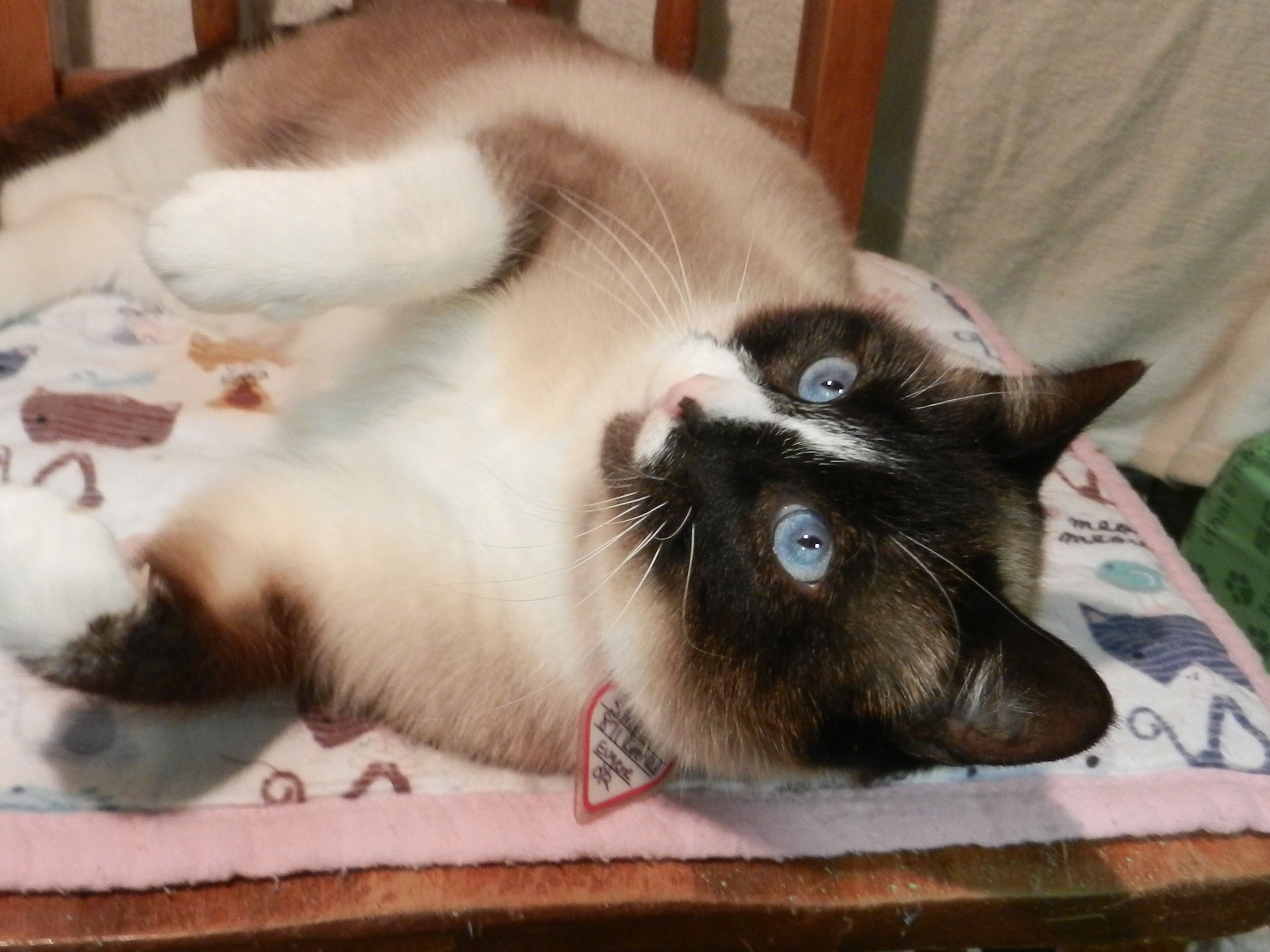 Photo 7 from SHELTER ANIMAL RESOURCE ALLIANCE (S.A.R.A.)